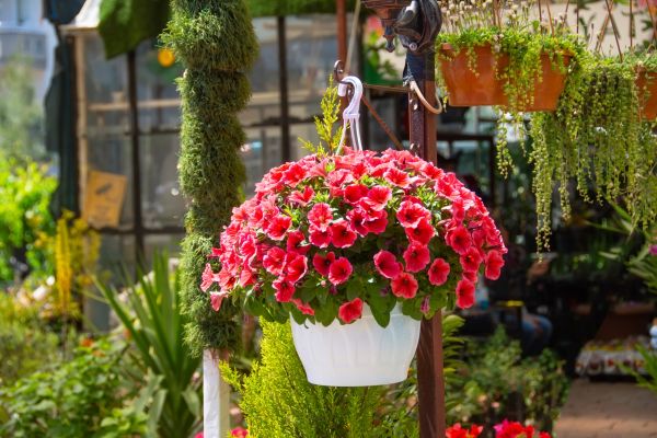 Hanging Planter Installation in Cartersville