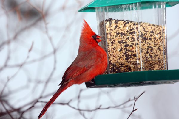 Bird Feeder Hanging in Cartersville